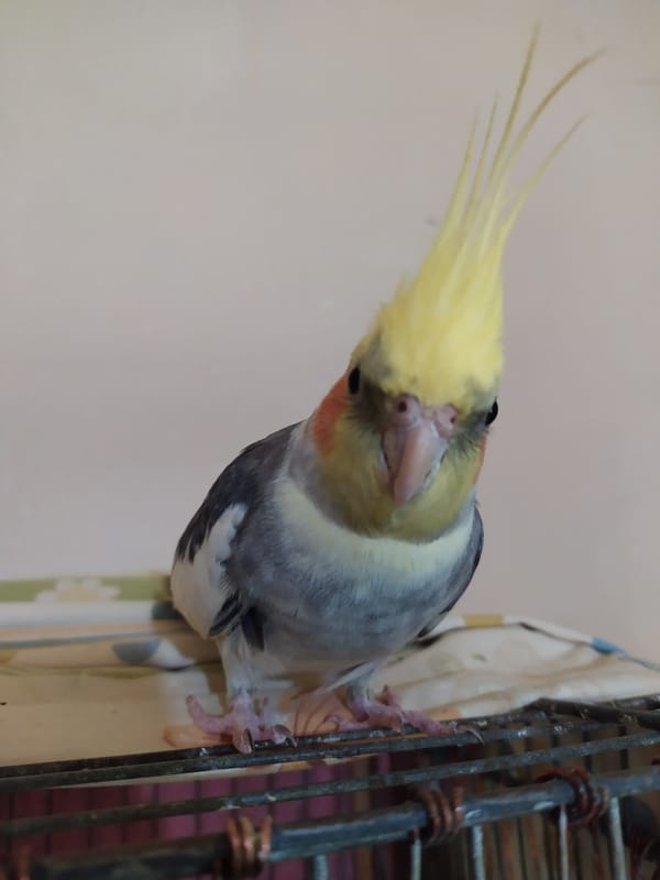 Cockatiels and a budgie at home in Bilajari, Azerbaijan