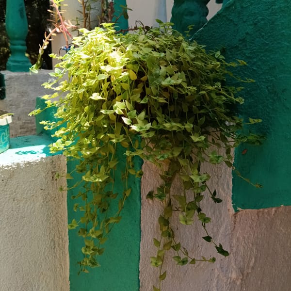 Morning garden documentation captures tropical plants, motivational posts in Badem