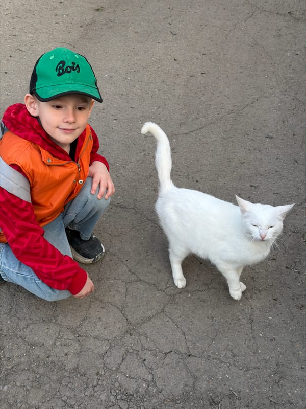Cats gather in residential area of Beryozovy, Russia