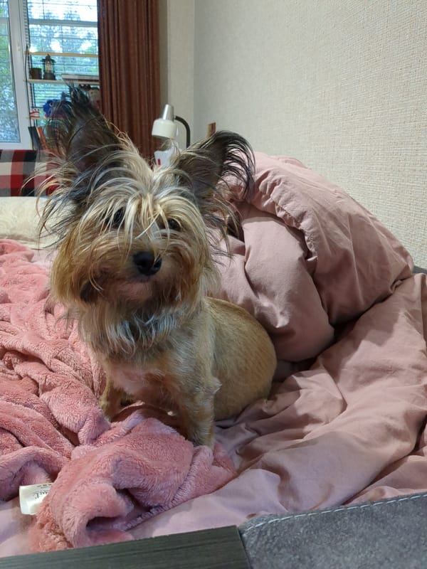Terrier mix dog relaxes at home in Boryspil