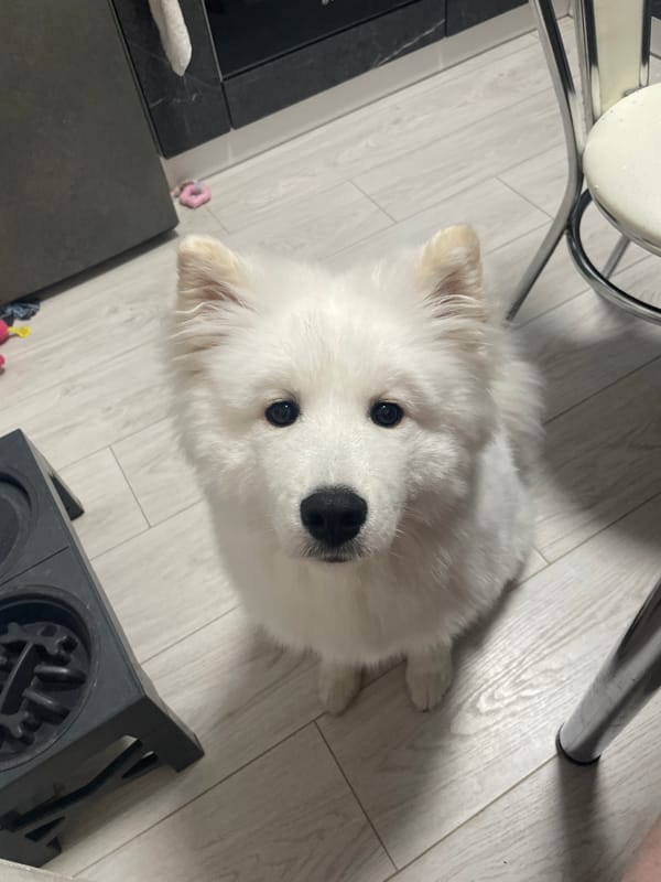 White dog spotted on kitchen floor with toy