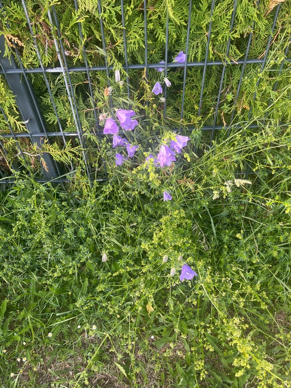 Afternoon countryside walk documents gardens, fields, and seasonal blooms