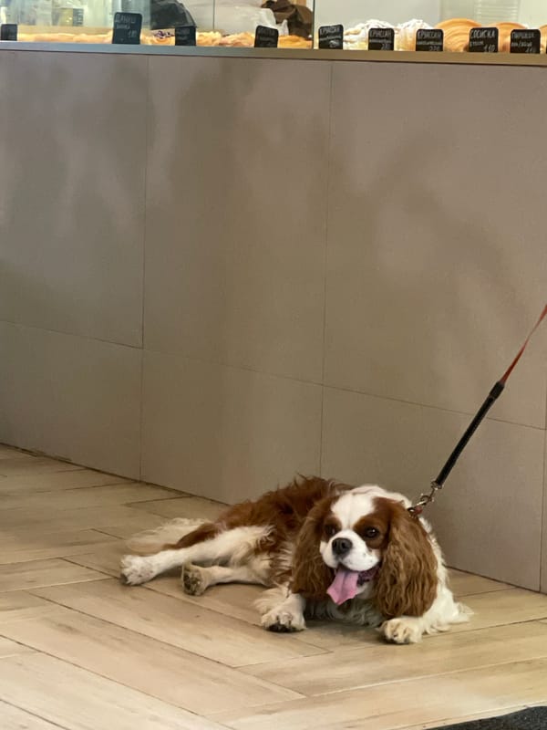 Dog rests near bakery display in Khimki, Russia