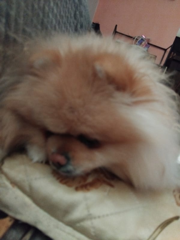 Sleeping Pomeranian dog documented resting peacefully in Apriltsi, Bulgaria