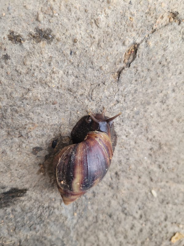 Giant African Land Snails Spotted on Concrete in Jos