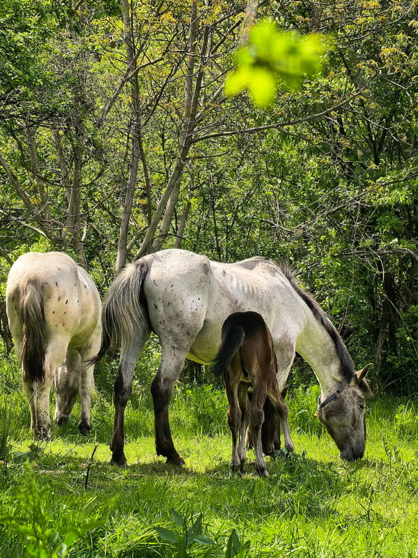 Horses graze peacefully in Bulgarian countryside near Sapareva Banya