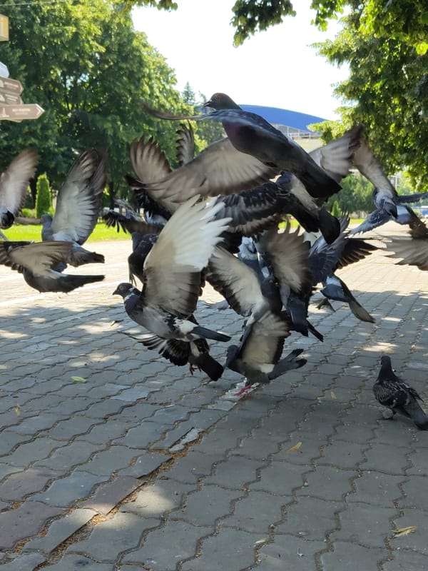 Sunny afternoon snapshots around Krasnodar's parks and waterfront