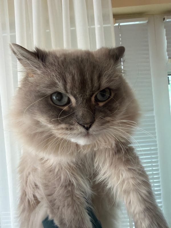 Blue-eyed cat photographed near window in Burgas, Bulgaria