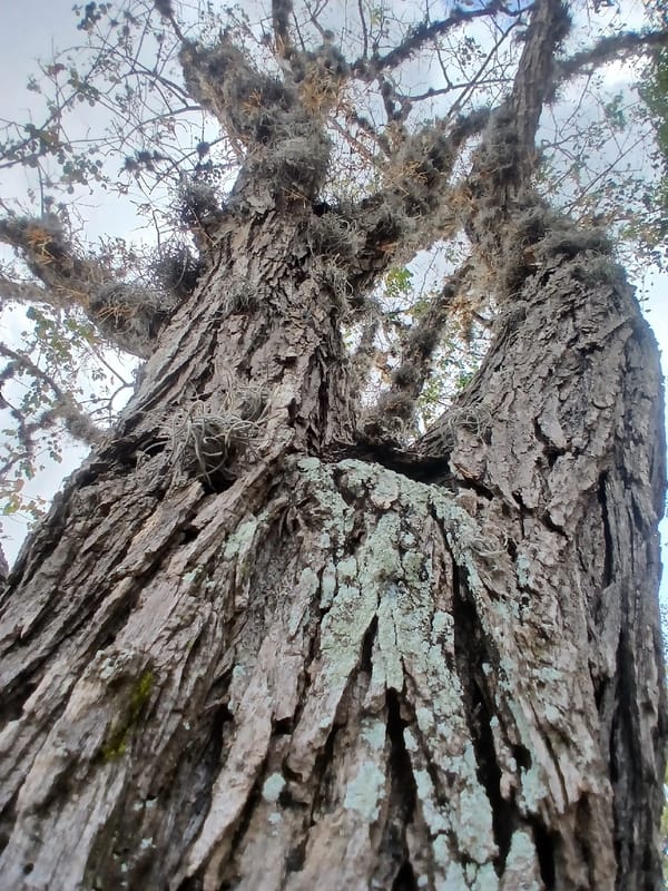 Evening garden documentation captured across Ciudad Guayana, Venezuela