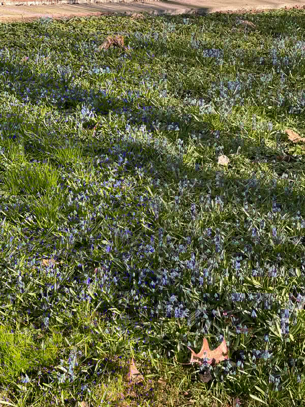 Blue wildflowers bloom in early spring garden in Riga