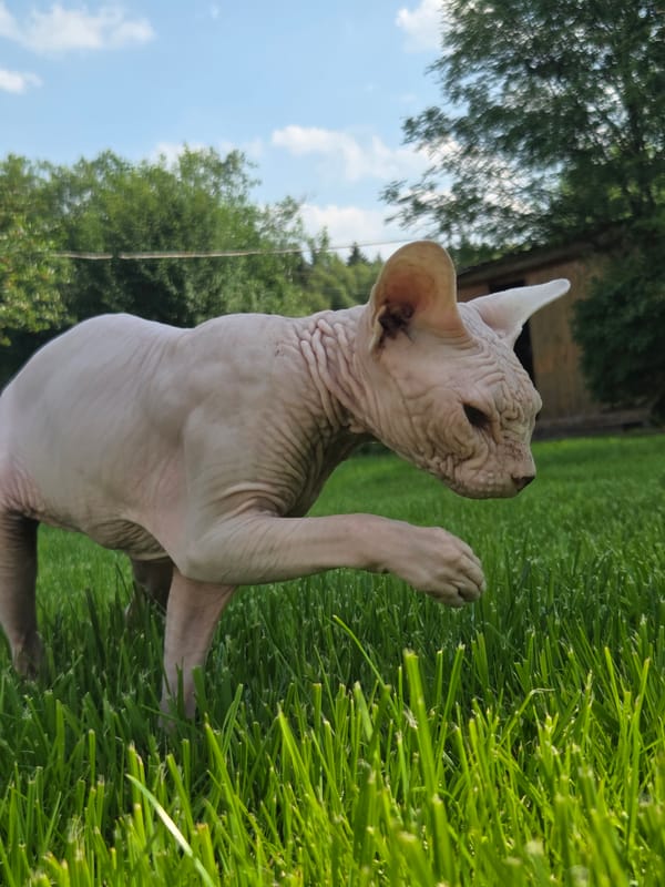 Sphynx cat roams a Russian dacha on a summer afternoon