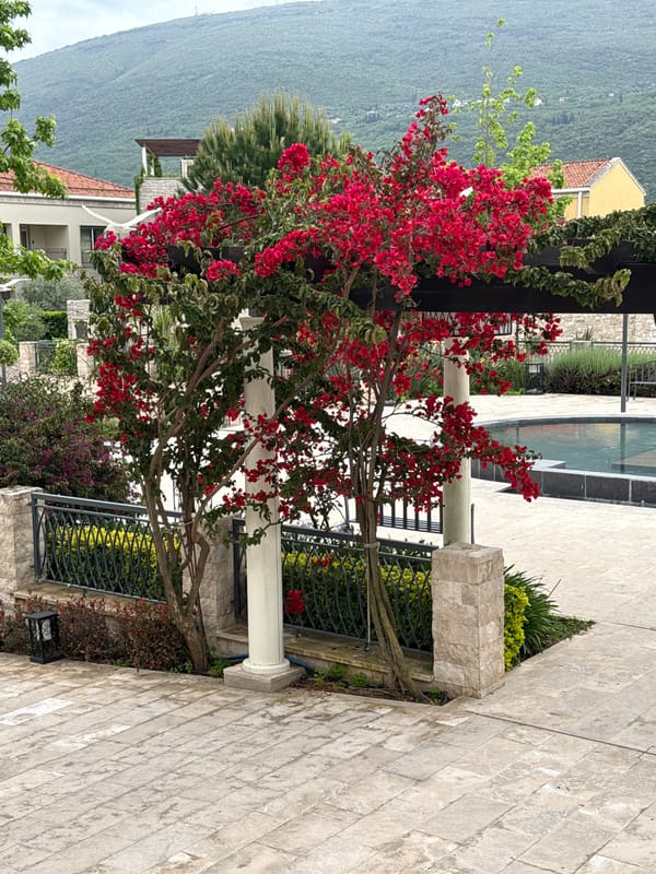 Red bougainvillea blooms on pergola in Kumbor, Montenegro