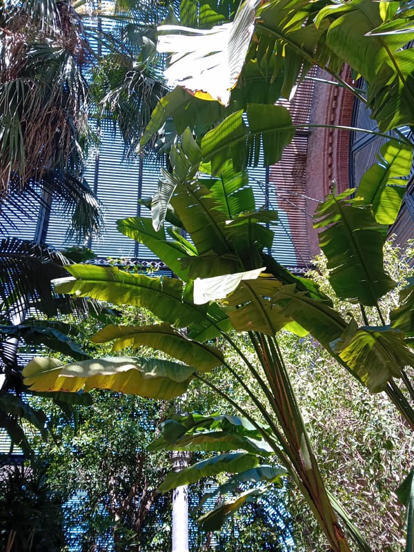 Tropical conservatory garden documented in Barcelona midday
