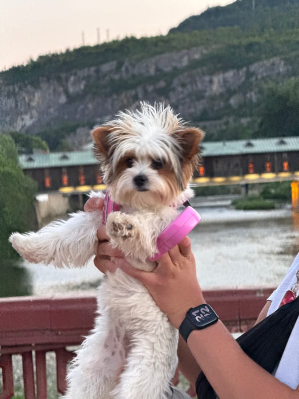Fluffy dog in pink harness held up near Lovech's covered bridge