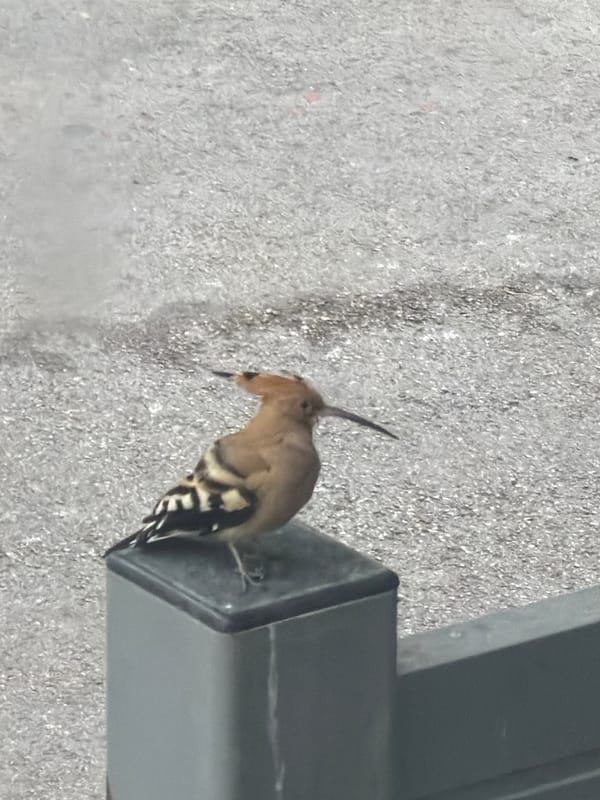Hoopoe bird spotted perched on metal structure in Tel Aviv