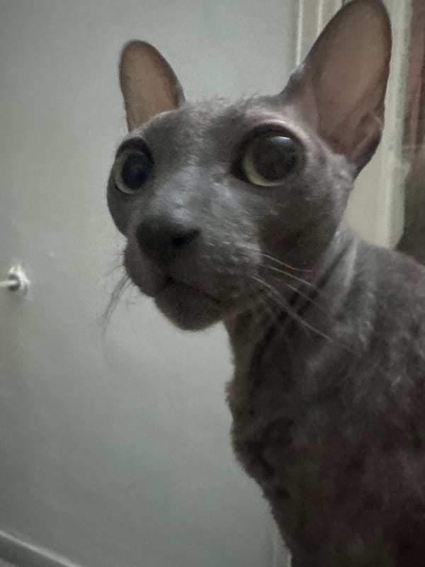 Two cats observed in Ramat Gan residence Tuesday evening