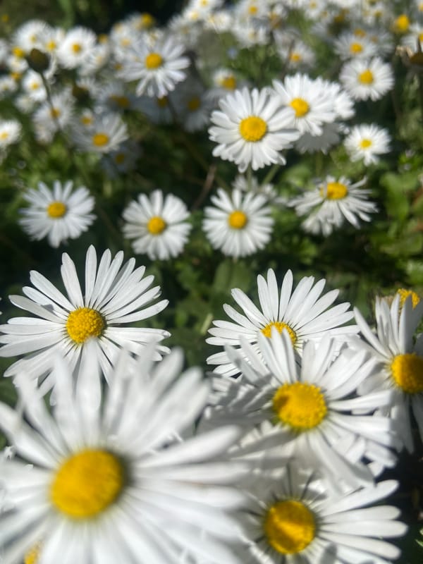 Morning scenes captured around Budva, Montenegro include flowers, cats, selfies