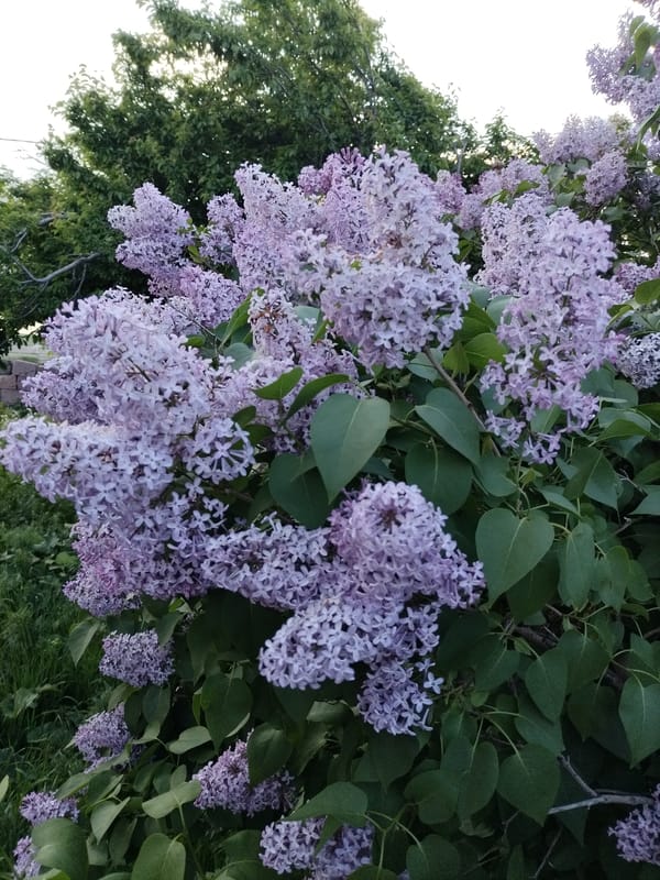 Witness documents blooming lilacs and wild vegetation over 5-minute span