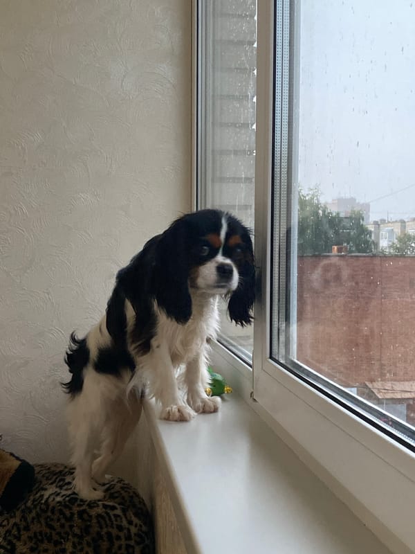 Rainy day in Votkinsk, watched from a windowsill
