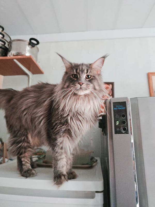 Maine Coon on a fridge, Abakan