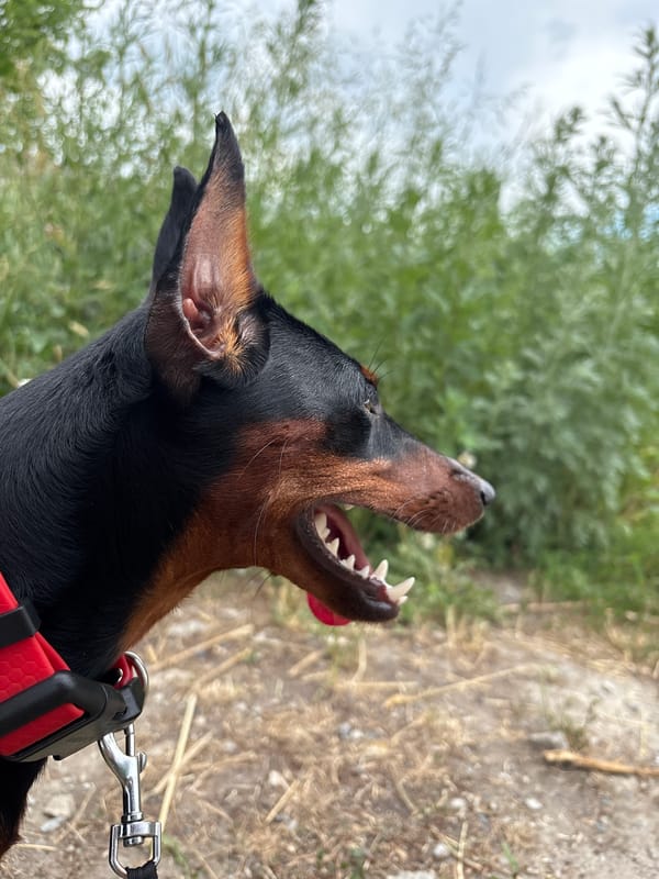 Miniature Pinscher on a walk, red collar, ears up