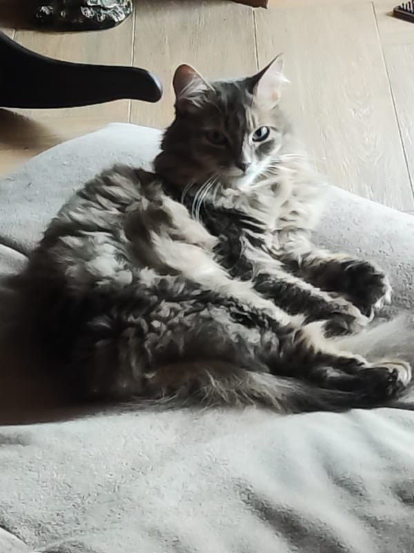 Gray tabby cat photographed resting indoors in Chaikovsky, Russia