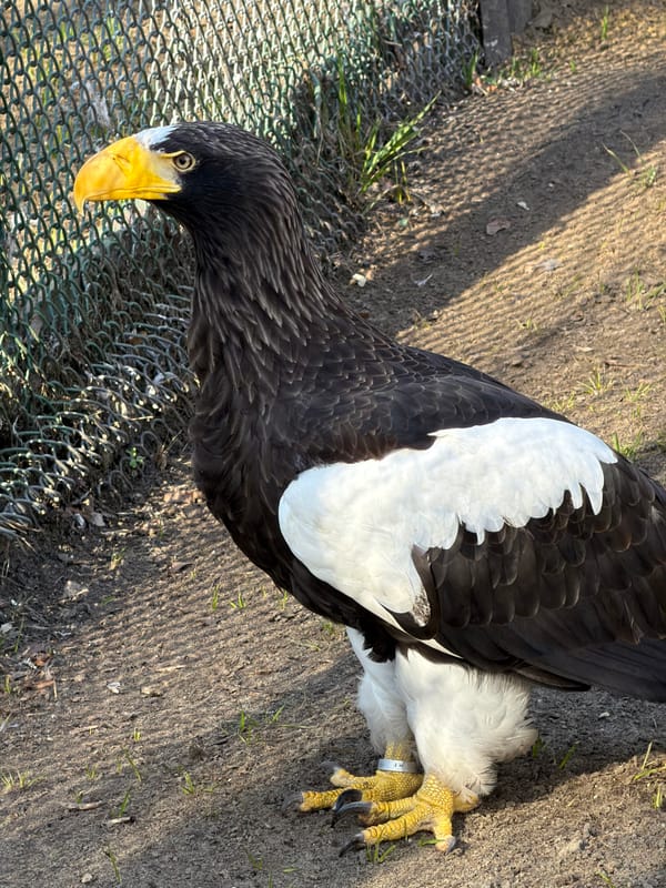 Zoo visitor documents wildlife viewing session in Penza, Russia