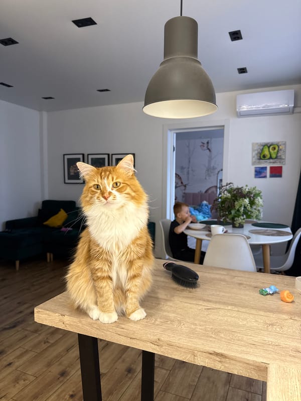 Cat shares breakfast table with child in Russian home