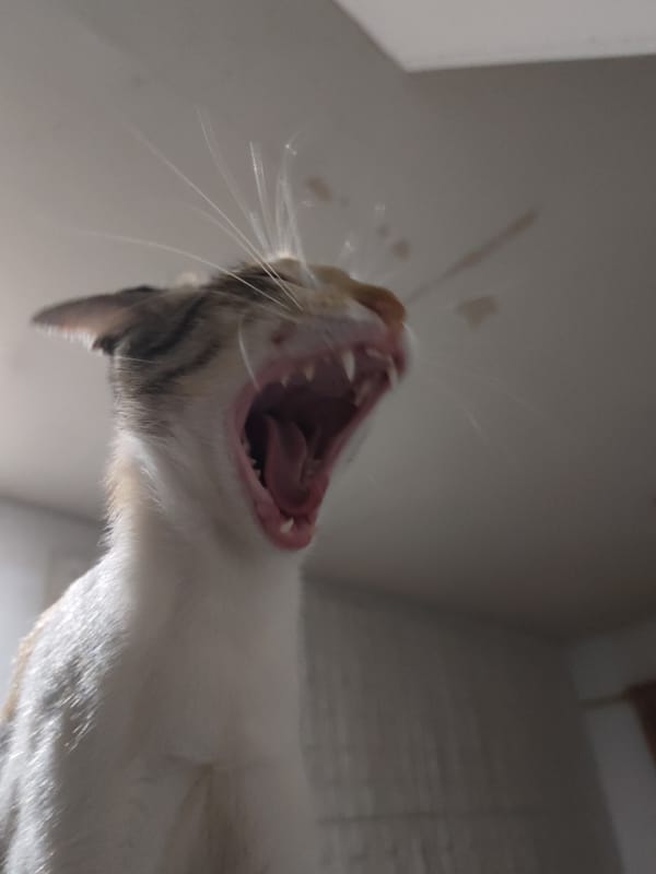 Close-up cat portraits: yawns, stares, and a calico face