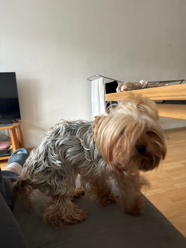 Morning indoor moments with pets and daily life in Varna