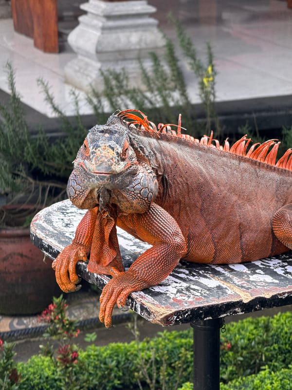 Morning scenes captured in Baturiti: iguana, speedboat, waterside observer
