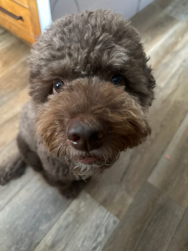 Curly-haired dog chills indoors in LA