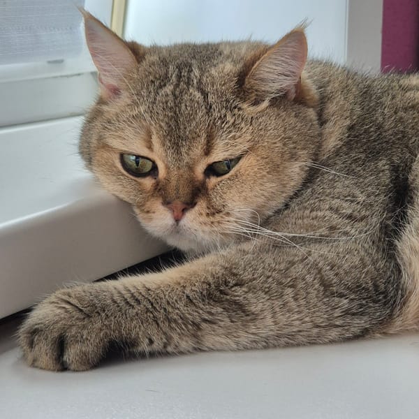 Tabby cat rests on windowsill in Kemerovo, Russia
