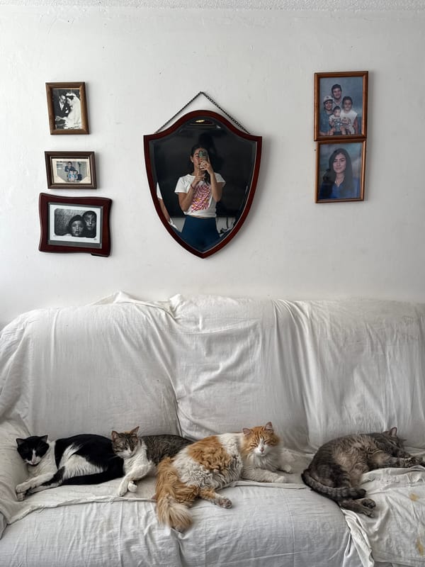 Five cats rest on sofa in Puebla home