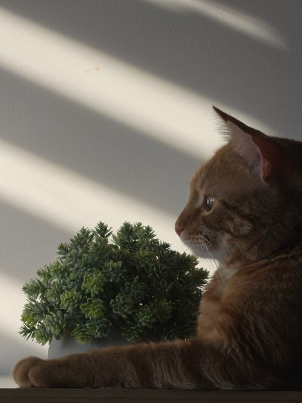 Orange tabby cat rests in sunlit Kyustendil home