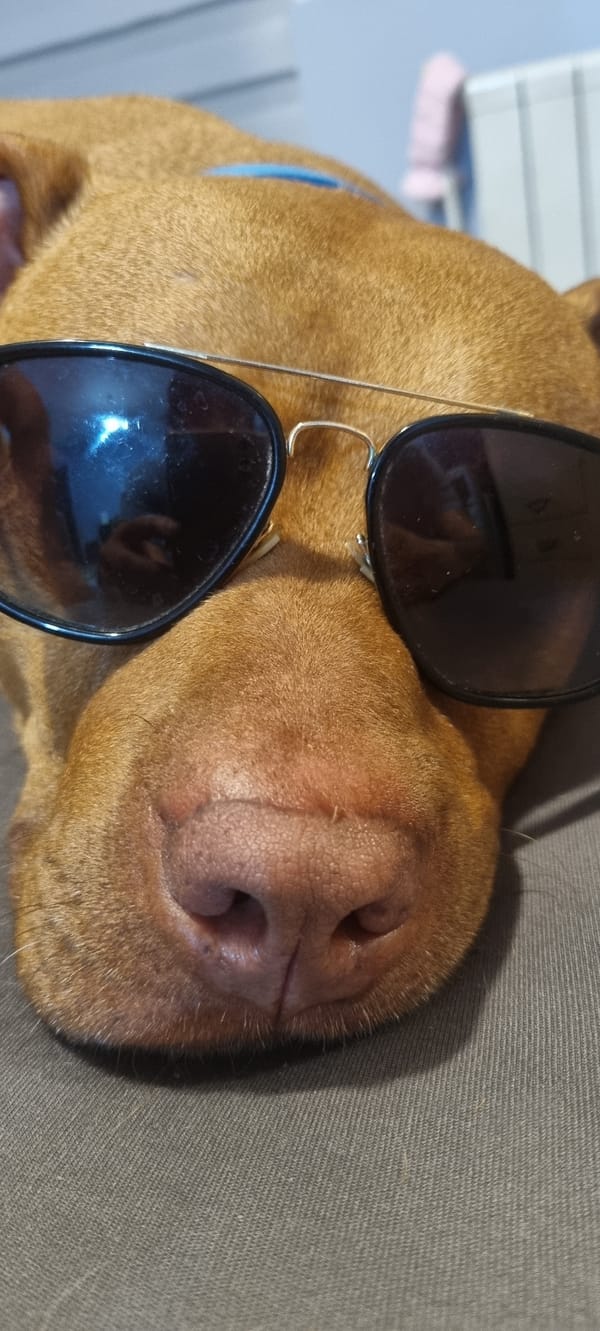 Dog in sunglasses photographed on gray surface