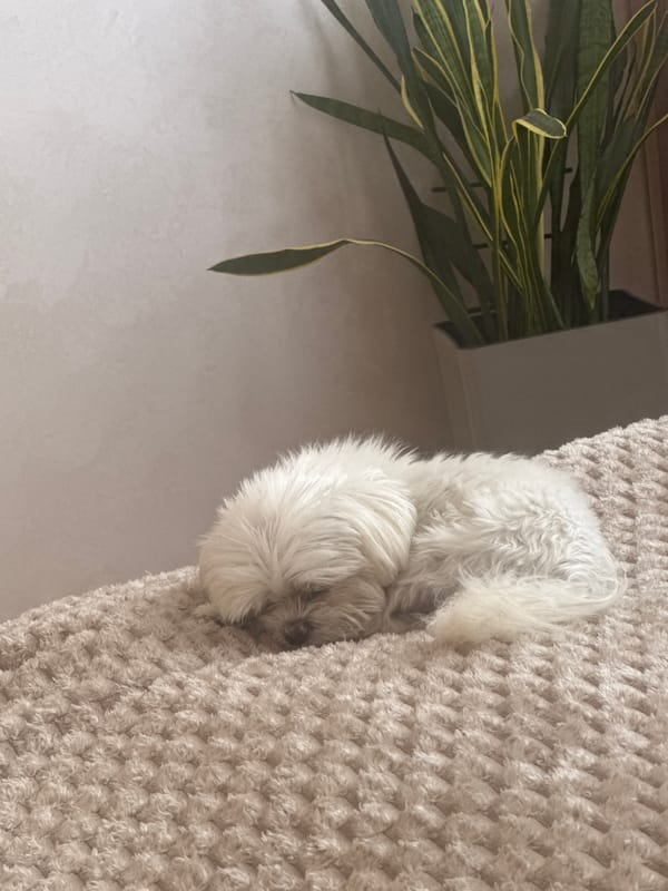 White dog napping on a blanket beside a snake plant