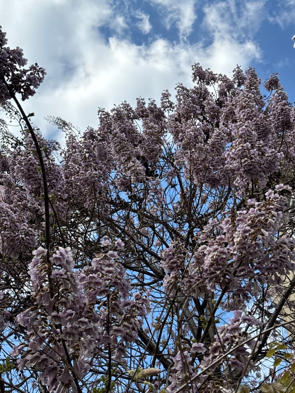 Spring wisteria blooms documented on Belgrade building facade