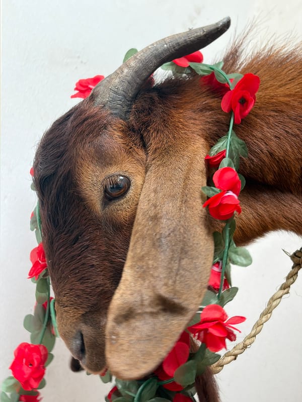 Garland-adorned goat photographed in Igboefon, Nigeria