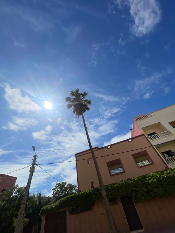 Grey cat spotted near decorative gate in Safi, Morocco