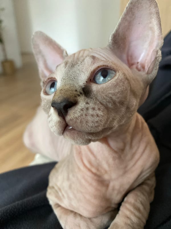 Hairless Sphynx cat photographed resting in Chemoshur, Russia