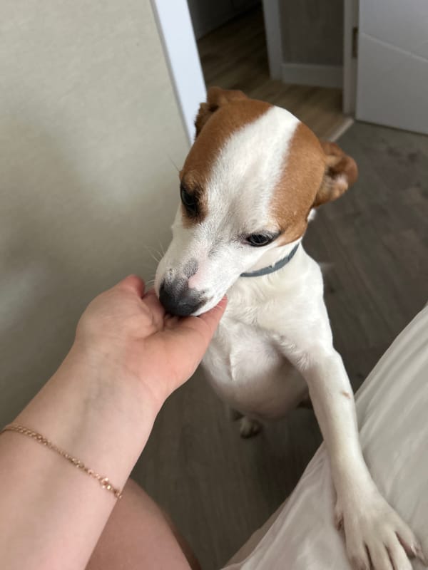 Quiet afternoon moments with family and dog in Russian home