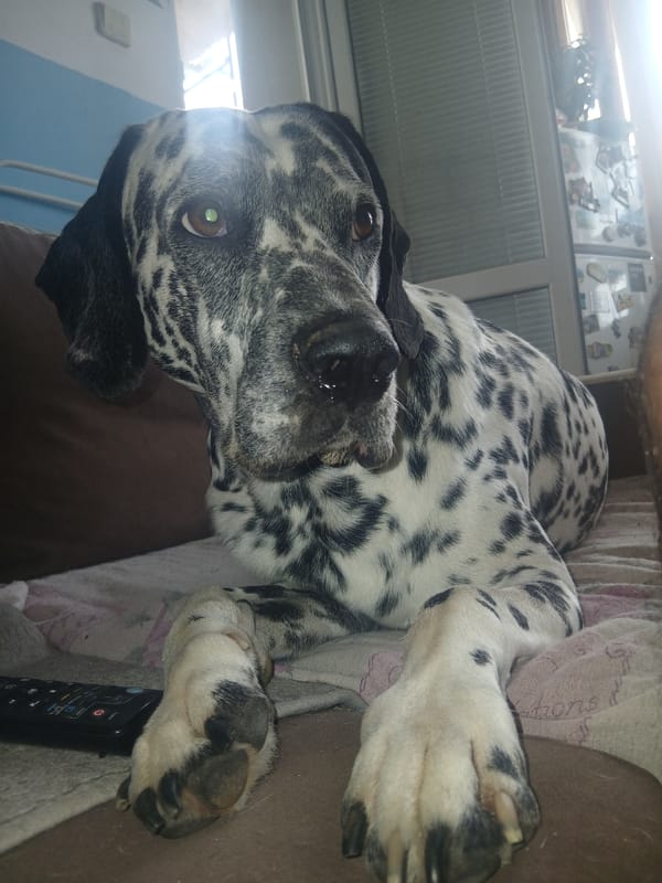Dalmatian fully commits to a lazy afternoon at home