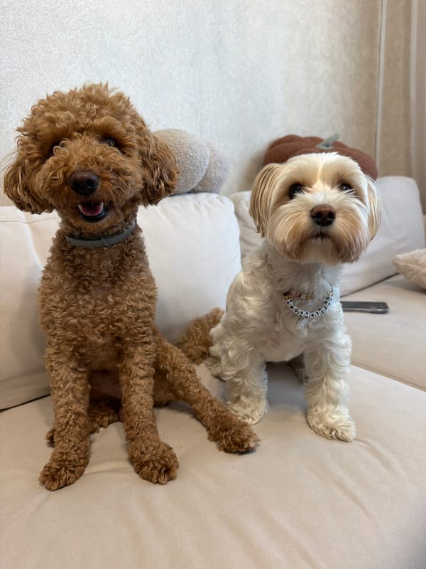 Pet dogs hanging out at home in Moscow