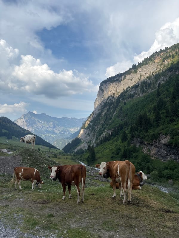 Alpine afternoon in Kandersteg: cows, cliffs, and mountain views