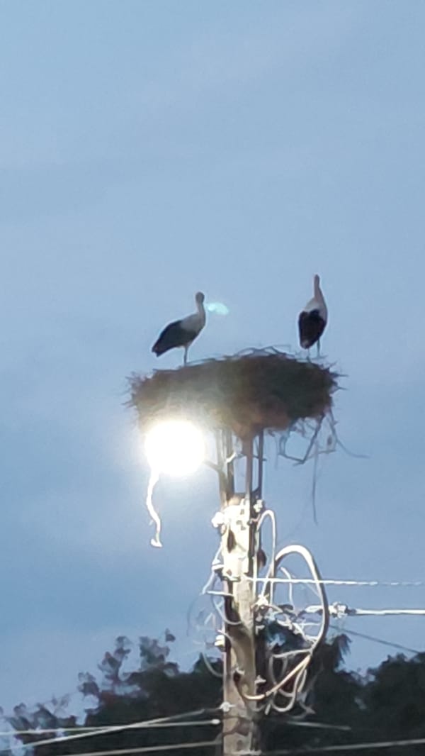 Storks nesting on a utility pole under overcast skies