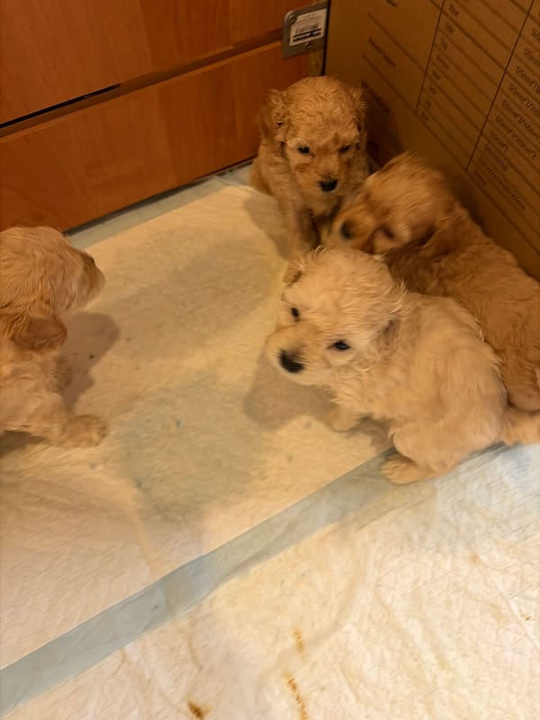 Four fluffy puppies spotted in Russian village