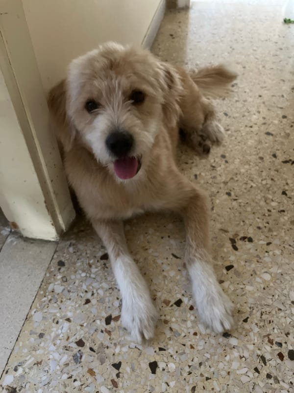 Scruffy dog cooling off on terrazzo floor in Paleo Faliro