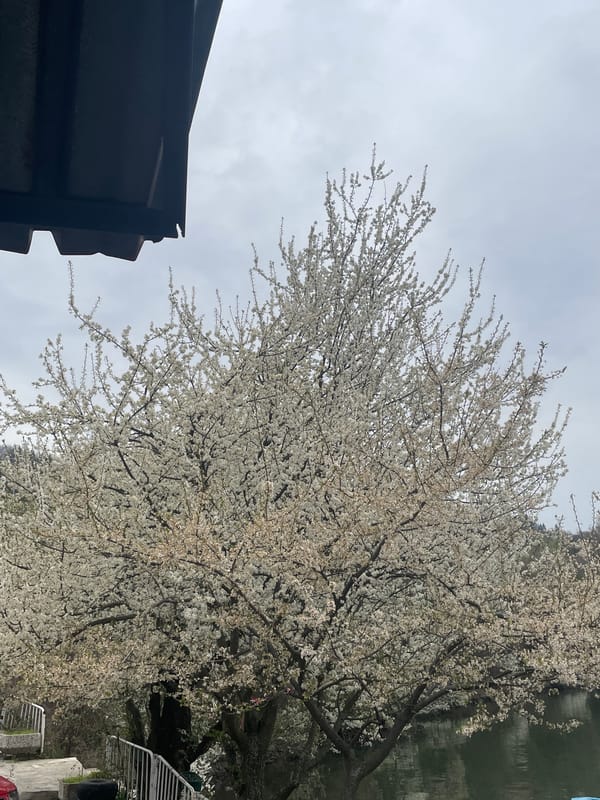 Spring scenes captured around Lake Pancharevo, Bulgaria