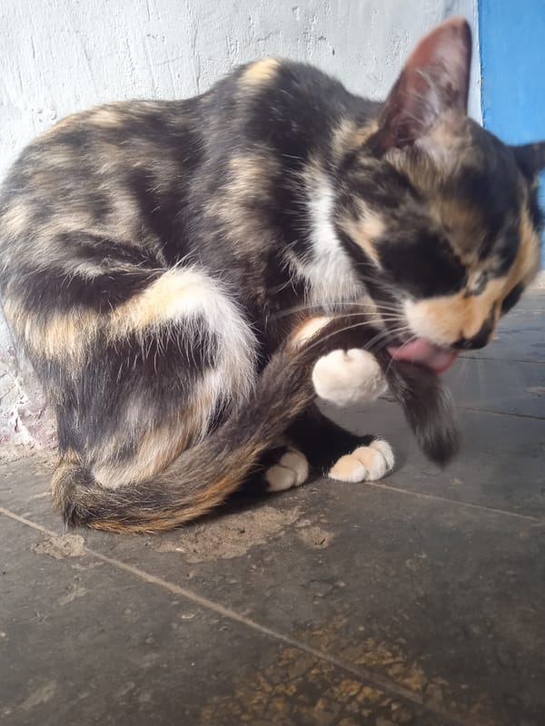 Afternoon close-ups of cats, dogs, tortoises, and a pigeon